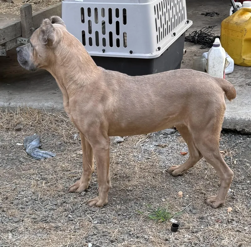 Envy, a female Cane Corso for sale in Blodgett, OR – Photo 1 of 7