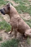 Envy, a female Cane Corso for sale in Blodgett, OR – Photo 4 of 7