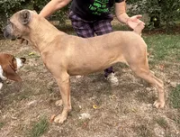 Envy, a female Cane Corso for sale in Blodgett, OR – Photo 2 of 7