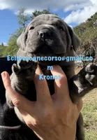 Kronos , a male Cane Corso for sale in Blodgett, OR – 4 of 7