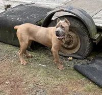 Surabi , a female Cane Corso for sale in Blodgett, OR – 7 of 9