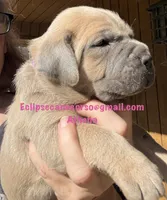 Athena , a female Cane Corso for sale in Blodgett, OR – 5 of 6