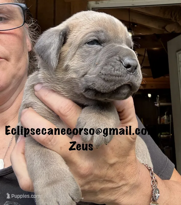 Zeus  – Cane Corso puppy for sale in Blodgett, OR