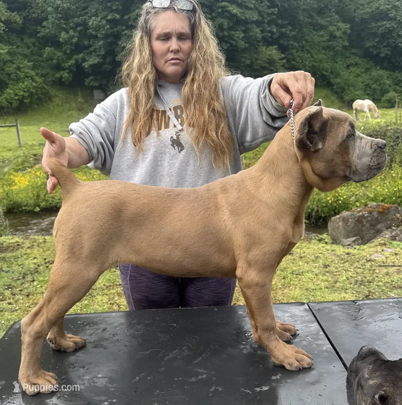Surabhi – Cane Corso puppy for sale in Blodgett, OR