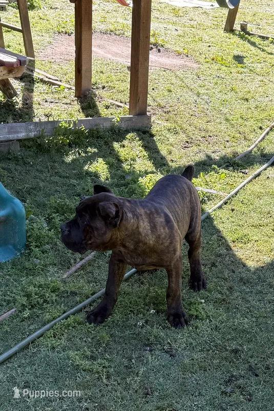 Mississippi Mud – Cane Corso puppy for sale in Blodgett, OR