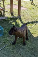 Mississippi Mud, a female Cane Corso for sale in Blodgett, OR – 1 of 6