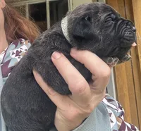 Pain , a male Cane Corso for sale in Blodgett, OR – 3 of 4