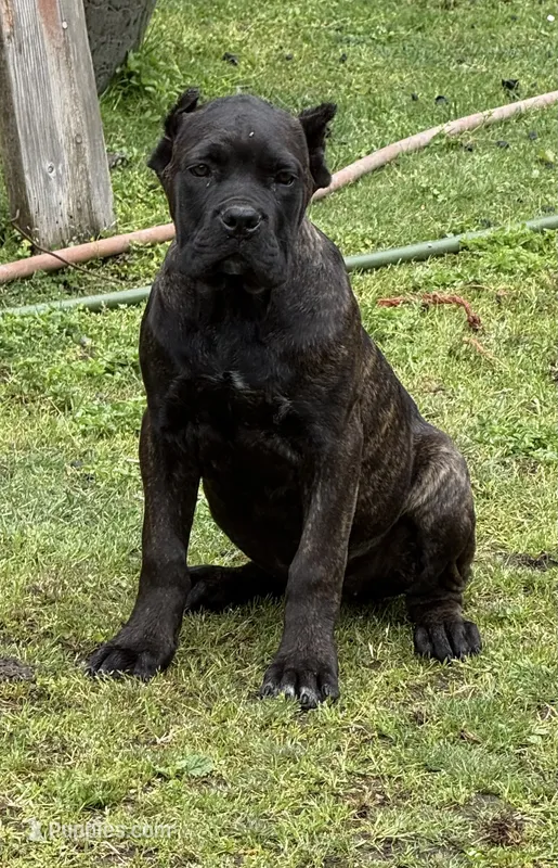 Montana – Cane Corso puppy for sale in Blodgett, OR