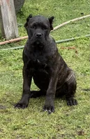 Montana, a female Cane Corso for sale in Blodgett, OR – 1 of 10