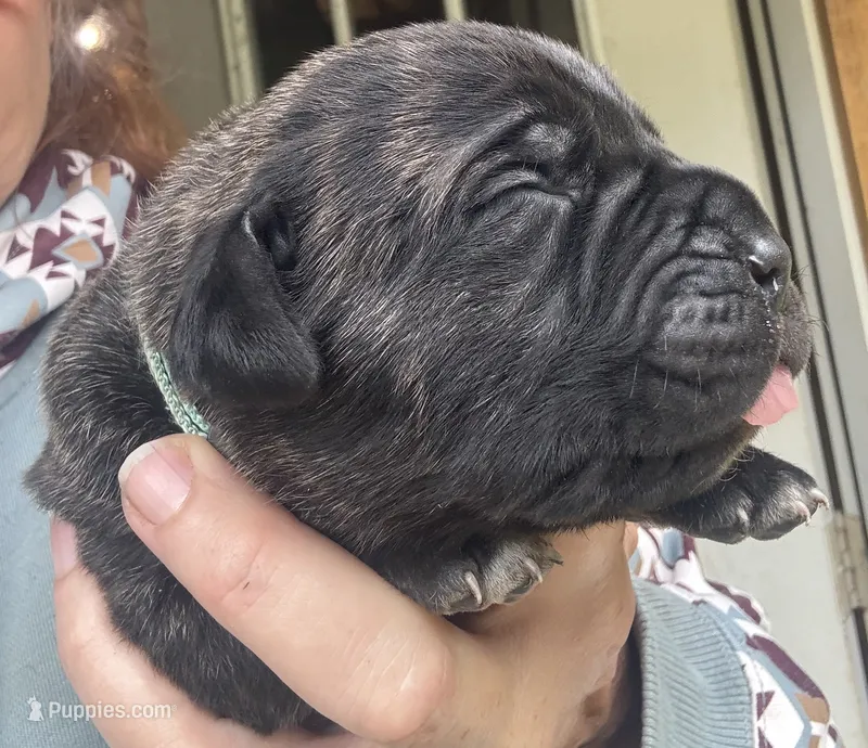 Pain  – Cane Corso puppy for sale in Blodgett, OR