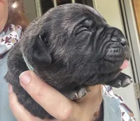 Pain , a male Cane Corso for sale in Blodgett, OR – 1 of 4