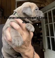 Zeus , a male Cane Corso for sale in Blodgett, OR – 6 of 7
