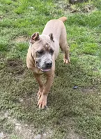 Surabi , a female Cane Corso for sale in Blodgett, OR – 9 of 9