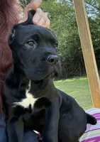 Raven , a female Cane Corso for sale in Blodgett, OR – 3 of 10