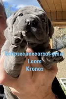 Kronos , a male Cane Corso for sale in Blodgett, OR – 6 of 7