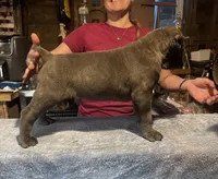 Kronos , a male Cane Corso for sale in Blodgett, OR – 4 of 10