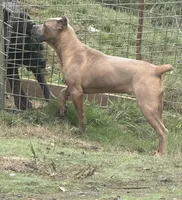 Surabi , a female Cane Corso for sale in Blodgett, OR – 3 of 9