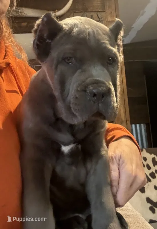 Apollo  – Cane Corso puppy for sale in Blodgett, OR