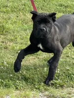 Grimm Reaper , a male Cane Corso for sale in Blodgett, OR – 5 of 7