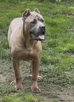 Surabi , a female Cane Corso for sale in Blodgett, OR – 2 of 9
