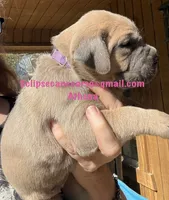 Athena , a female Cane Corso for sale in Blodgett, OR – 4 of 6