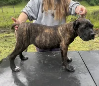 Idaho, a female Cane Corso for sale in Blodgett, OR – 8 of 8