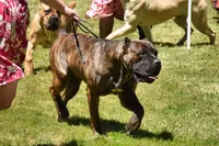 Confirmed breeding GCH Eclipse’s Drogo/Envy , a  Cane Corso for sale in Blodgett, OR – 4 of 10