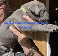 Cerberus , a male Cane Corso for sale in Blodgett, OR – 2 of 4