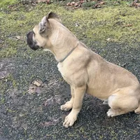 Stephen, a male Cane Corso for sale in Blodgett, OR – Photo 1 of 10