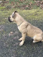 Stephen, a male Cane Corso for sale in Blodgett, OR – Photo 1 of 10