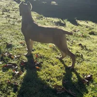 Stephen, a male Cane Corso for sale in Blodgett, OR – Photo 7 of 10
