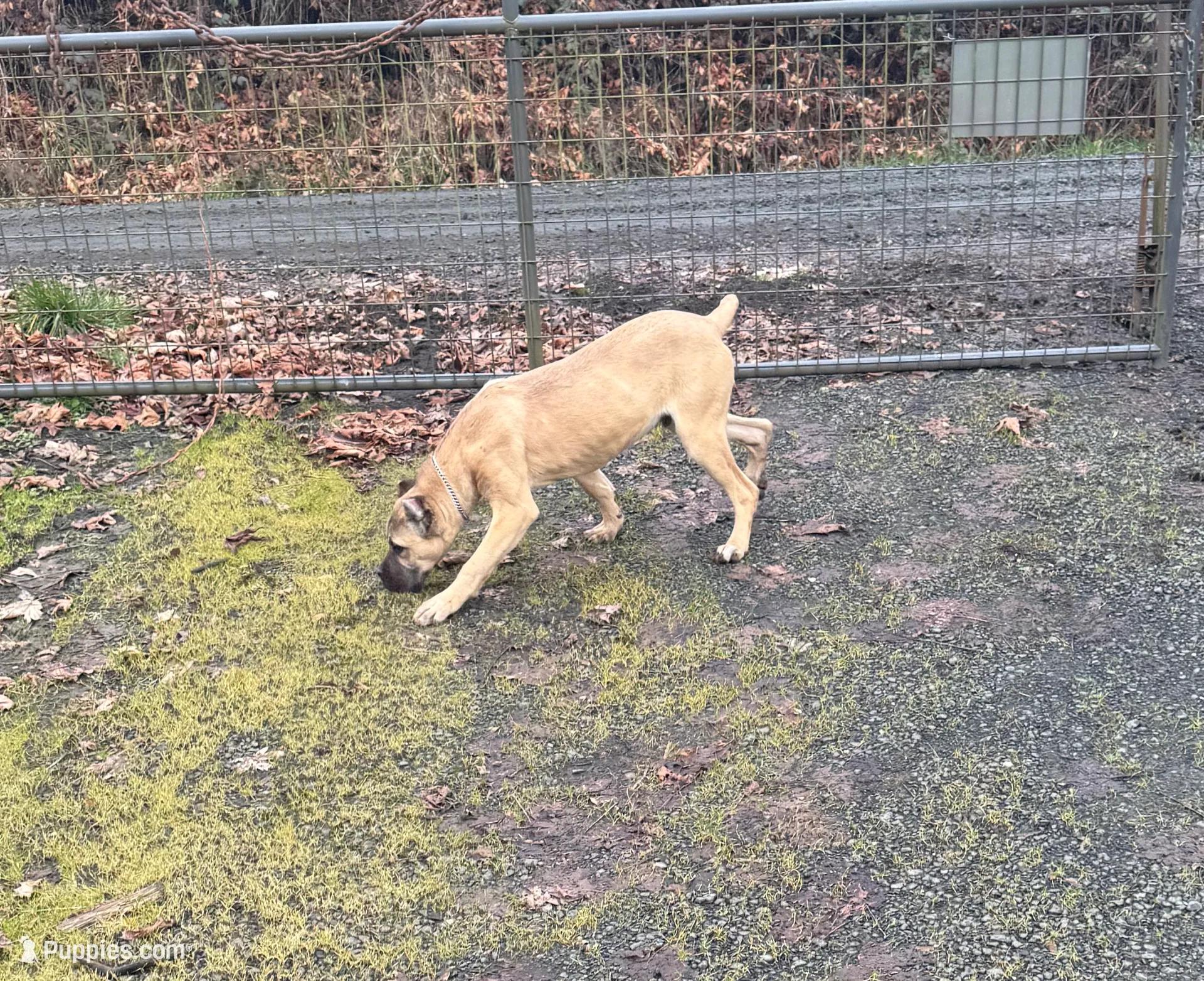 Stephen, a male Cane Corso for sale in Blodgett, OR – Photo 10 of 10