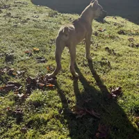 Stephen, a male Cane Corso for sale in Blodgett, OR – Photo 4 of 10