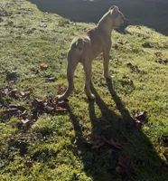 Stephen, a male Cane Corso for sale in Blodgett, OR – Photo 4 of 10
