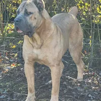 Stephen, a male Cane Corso for sale in Blodgett, OR – Photo 3 of 10