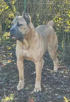 Stephen, a male Cane Corso for sale in Blodgett, OR – Photo 3 of 10