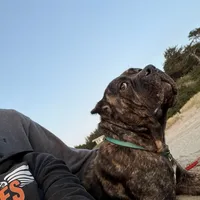 Stephen, a male Cane Corso for sale in Blodgett, OR – Photo 2 of 10