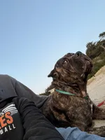 Stephen, a male Cane Corso for sale in Blodgett, OR – Photo 2 of 10