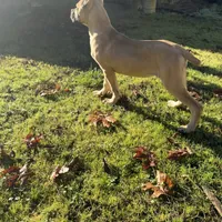 Stephen, a male Cane Corso for sale in Blodgett, OR – Photo 6 of 10