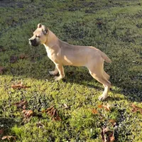 Stephen, a male Cane Corso for sale in Blodgett, OR – Photo 5 of 10