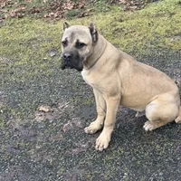 Stephen, a male Cane Corso for sale in Blodgett, OR – Photo 8 of 10
