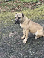 Stephen, a male Cane Corso for sale in Blodgett, OR – Photo 8 of 10