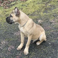 Stephen, a male Cane Corso for sale in Blodgett, OR – Photo 9 of 10