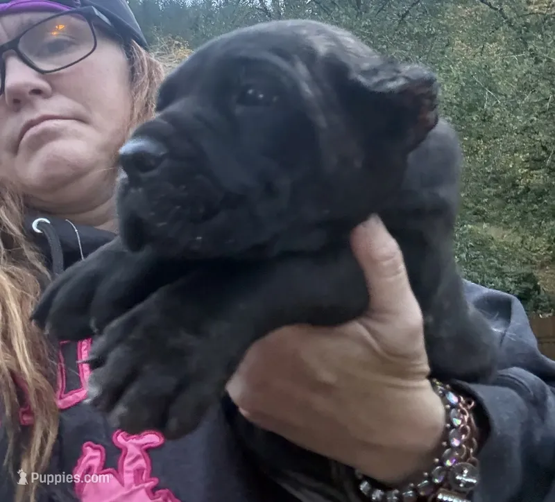 Panic  – Cane Corso puppy for sale in Blodgett, OR