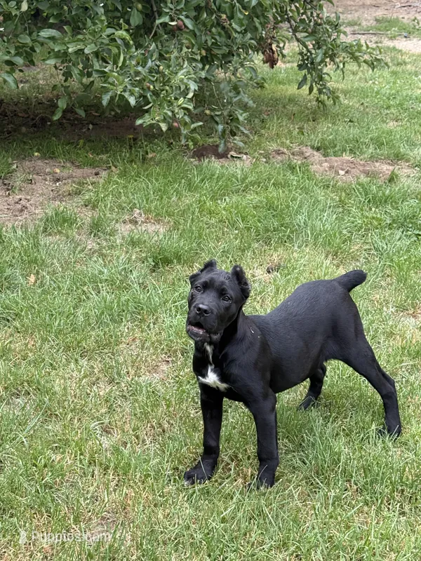 Raven  – Cane Corso puppy for sale in Blodgett, OR