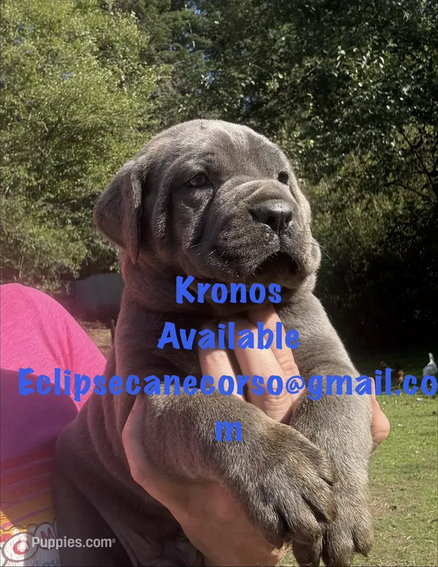 Kronos  – Cane Corso puppy for sale in Blodgett, OR
