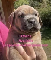 Athena , a female Cane Corso for sale in Blodgett, OR – 6 of 6