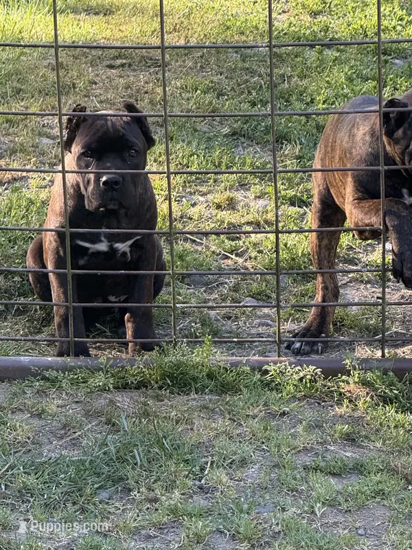 Oklahoma “ Okley” – Cane Corso puppy for sale in Blodgett, OR
