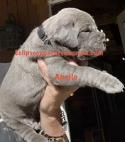 Apollo , a male Cane Corso for sale in Blodgett, OR – 4 of 5