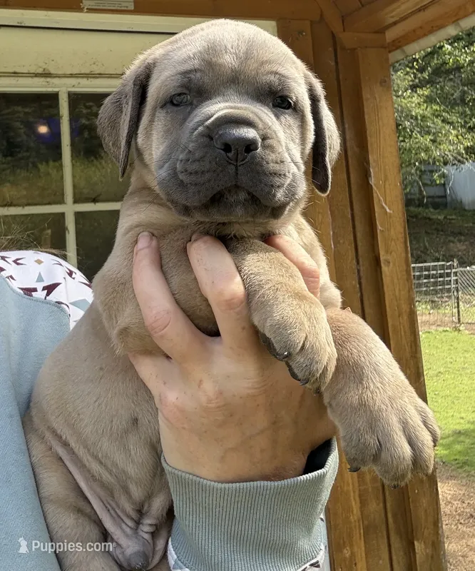 Zeus  – Cane Corso puppy for sale in Blodgett, OR